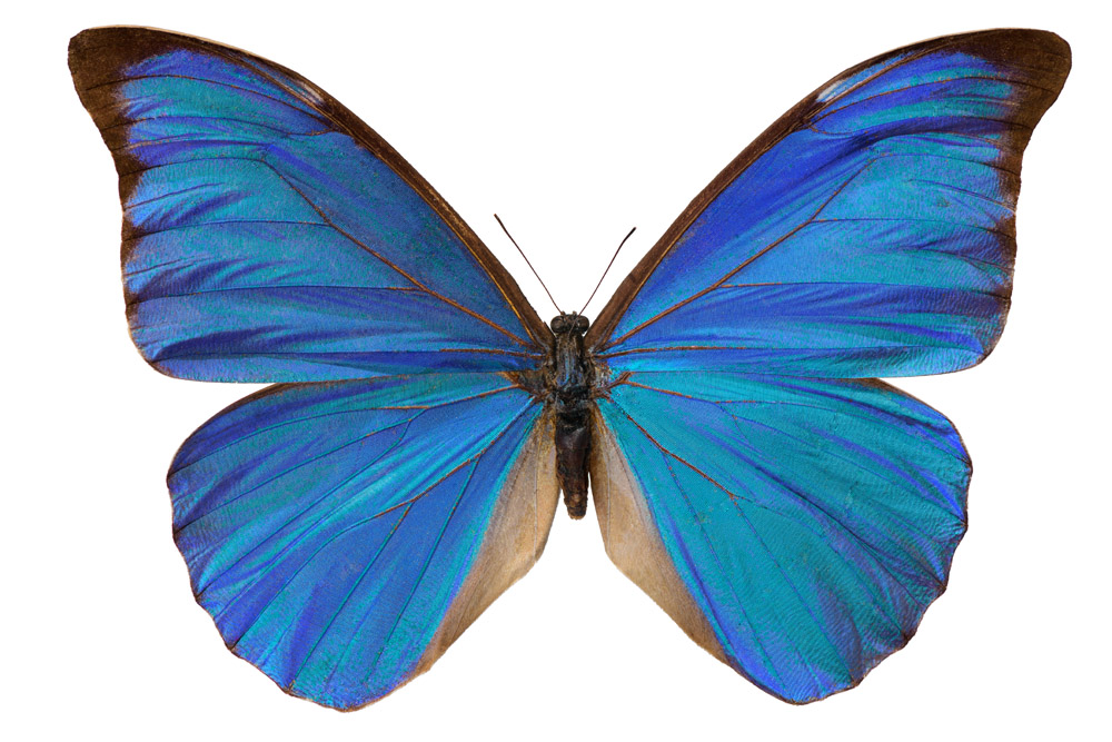 Morphofalter,  Familie der  Edelfalter,  132 mm Flügelspannweite, Brasilien